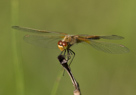 Sympetrum flaveolum